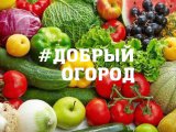 Яр Чаллы бакчачылары конкурста катнаша ала