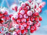 Прогноз погоды на 19 января