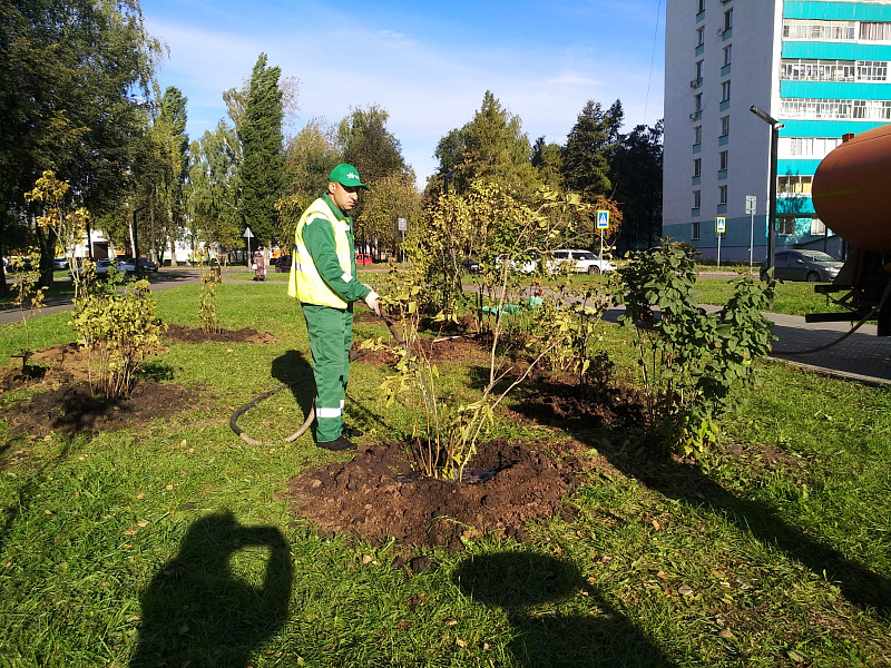 В рамках осеннего субботника высажено свыше 600 деревьев