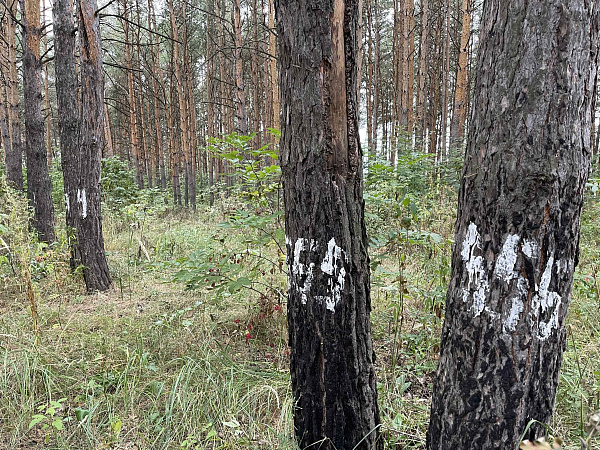 Яр буе паркында урман патологиясе тикшерүе үткәрелә