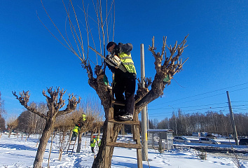 Сотрудники Горзеленхоз приступили к санобработке деревьев